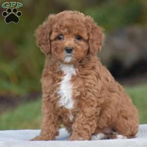 Viola, Cavapoo Puppy